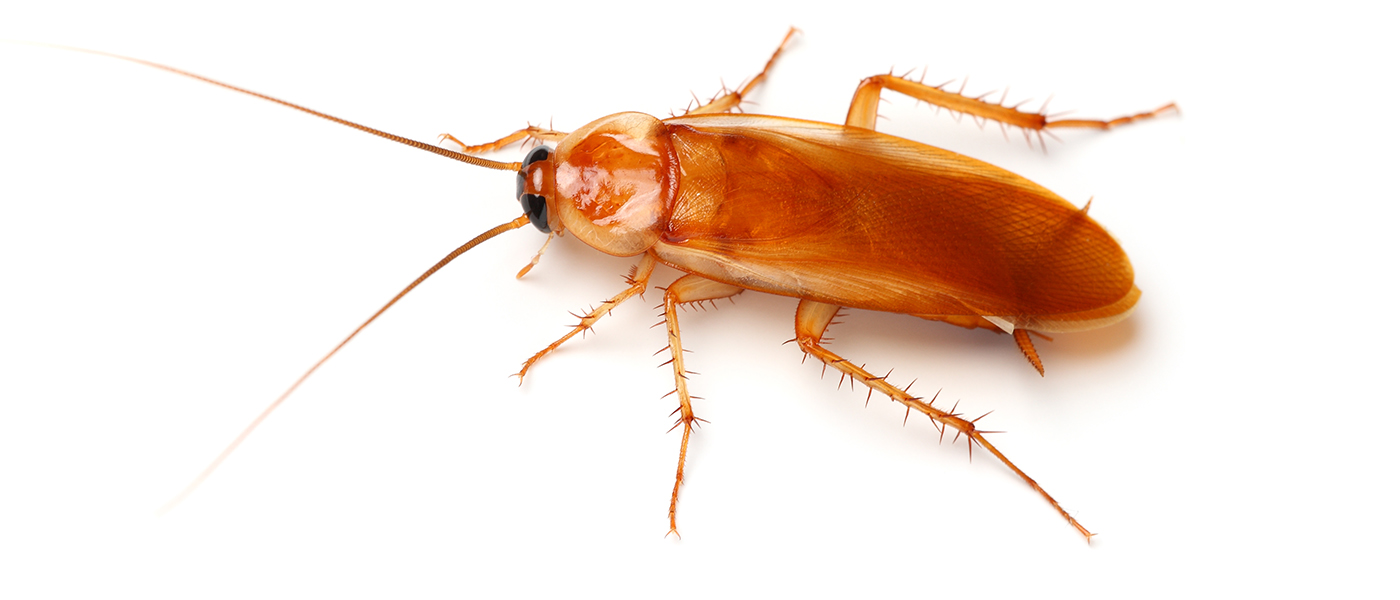Seclira Cockroach